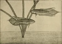 Picture 41 of 250 from Die exotischen zierfische in wort und bild (1914), leaf 84