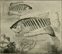 An illustration from Die exotischen zierfische in wort und bild (1914)
