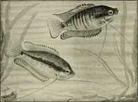 Picture 43 of 250 from Die exotischen zierfische in wort und bild (1914), leaf 87