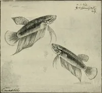Picture 44 of 250 from Die exotischen zierfische in wort und bild (1914), leaf 89