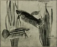 Picture 45 of 250 from Die exotischen zierfische in wort und bild (1914), leaf 91