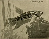 Picture 47 of 250 from Die exotischen zierfische in wort und bild (1914), leaf 94