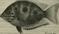 An illustration from Die exotischen zierfische in wort und bild (1914)