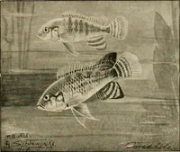 Picture 49 of 250 from Die exotischen zierfische in wort und bild (1914), leaf 98