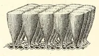 An illustration from Die Farbenlehre im hinblick auf Kunst und Kunstgewerbe (1874)