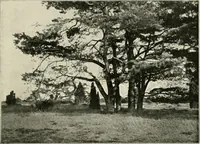 An illustration from Die Gartenkunst (1899)