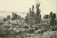 An illustration from Die Gartenkunst (1899)
