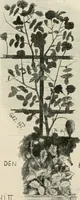 An illustration from Die Gartenkunst (1899)