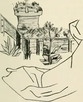 Picture 133 of 542 from Die Gartenkunst (1899), leaf 130