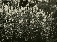 Picture 135 of 542 from Die Gartenkunst (1899), leaf 134