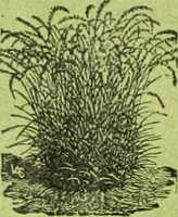 An illustration from Die Gartenkunst (1899)