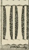 An illustration from Die Gartenkunst (1899)
