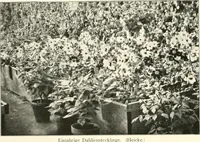 Picture 154 of 542 from Die Gartenkunst (1899), leaf 155