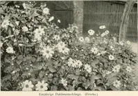 Picture 155 of 542 from Die Gartenkunst (1899), leaf 155