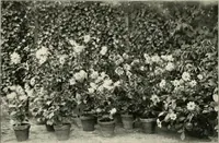 An illustration from Die Gartenkunst (1899)