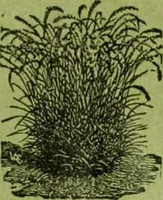 An illustration from Die Gartenkunst (1899)