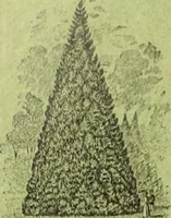An illustration from Die Gartenkunst (1899)