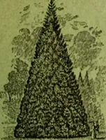 An illustration from Die Gartenkunst (1899)