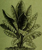 An illustration from Die Gartenkunst (1899)