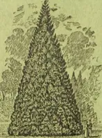 Picture 270 of 542 from Die Gartenkunst (1899), leaf 275