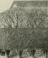 An illustration from Die Gartenkunst (1899)