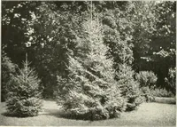Picture 349 of 542 from Die Gartenkunst (1899), leaf 353