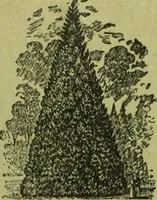 An illustration from Die Gartenkunst (1899)
