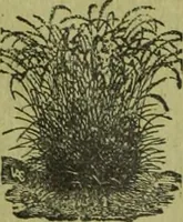 An illustration from Die Gartenkunst (1899)