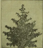An illustration from Die Gartenkunst (1899)