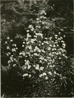 An illustration from Die Gartenkunst (1899)