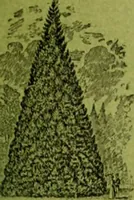 Picture 398 of 542 from Die Gartenkunst (1899), leaf 456