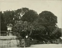 An illustration from Die Gartenkunst (1899)
