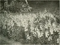 An illustration from Die Gartenkunst (1899)