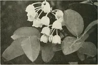 Picture 440 of 542 from Die Gartenkunst (1899), leaf 511
