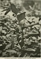 Picture 441 of 542 from Die Gartenkunst (1899), leaf 512