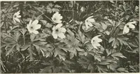 An illustration from Die Gartenkunst (1899)