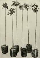 An illustration from Die Gartenkunst (1899)