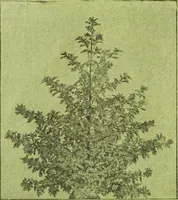 An illustration from Die Gartenkunst (1899)