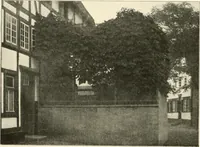 Picture 64 of 542 from Die Gartenkunst (1899), leaf 71