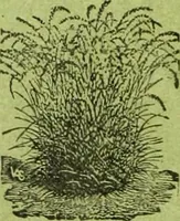 An illustration from Die Gartenkunst (1899)