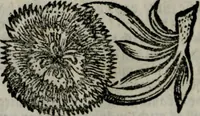 An illustration from Die ihren Gott liebende Seele, vorgestellt in den Sinnbildern des Hermanni Hugonis über seine Pia desideria, und des Ottonis Vaenii, über die Liebe Gottes, mit neuen Kupffern und Versen, welche zielen auf das innere Christenthum, aus dem Frantzösischen ins Teutsche übersetzt (1743)