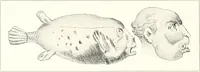 An illustration from Die Karikatur und Satire in der Medizin : mediko-kunsthistorische Studie (1921)