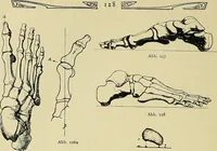 An illustration from Die Kultur des weiblichen Körpers als Grundlage der Frauenkleidung (1902)