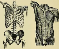 An illustration from Die Kultur des weiblichen Körpers als Grundlage der Frauenkleidung (1902)