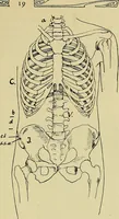 An illustration from Die Kultur des weiblichen Körpers als Grundlage der Frauenkleidung (1902)