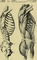 An illustration from Die Kultur des weiblichen Körpers als Grundlage der Frauenkleidung (1902)