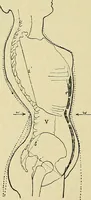 An illustration from Die Kultur des weiblichen Körpers als Grundlage der Frauenkleidung (1902)