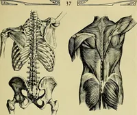 An illustration from Die Kultur des weiblichen Körpers als Grundlage der Frauenkleidung (1902)