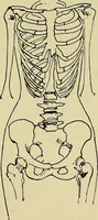 An illustration from Die Kultur des weiblichen Körpers als Grundlage der Frauenkleidung (1902)