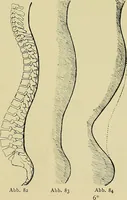 An illustration from Die Kultur des weiblichen Körpers als Grundlage der Frauenkleidung (1902)